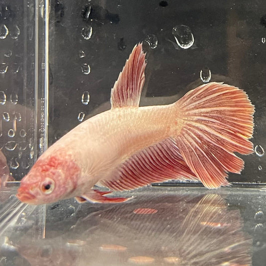 the-fish-farm Female Betta Female Betta - One Only - K Choose your own Female Betta at The Fish Farm Australia