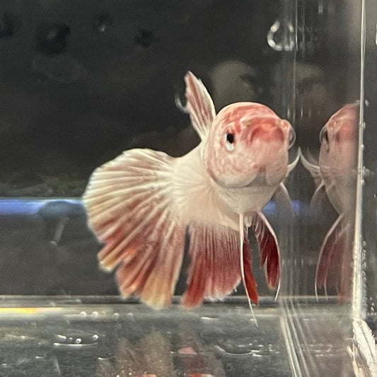 the-fish-farm Female Betta Female Betta - One Only - K Choose your own Female Betta at The Fish Farm Australia