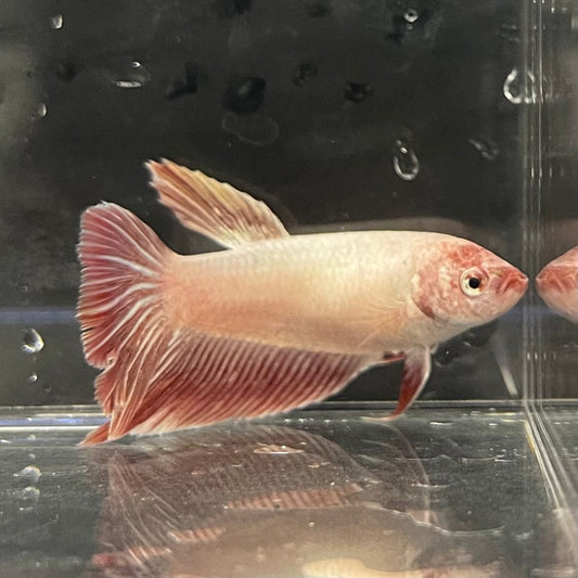 the-fish-farm Female Betta Female Betta - One Only - K Choose your own Female Betta at The Fish Farm Australia