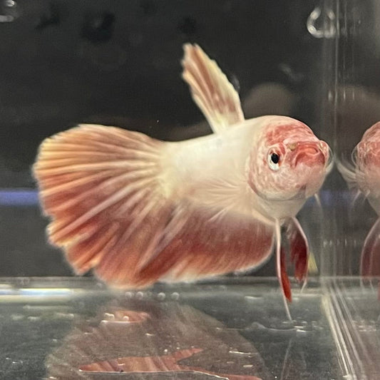 the-fish-farm Female Betta Female Betta - One Only - K Choose your own Female Betta at The Fish Farm Australia