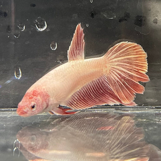 the-fish-farm Female Betta Female Betta - One Only - K Choose your own Female Betta at The Fish Farm Australia