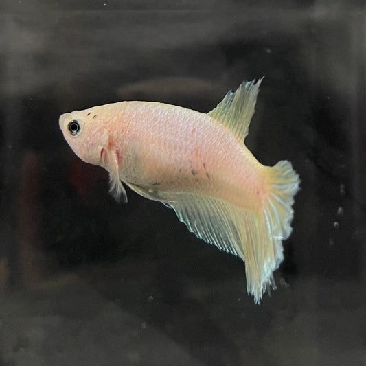 the-fish-farm Female Betta Female Betta - One Only - K Choose your own Female Betta at The Fish Farm Australia