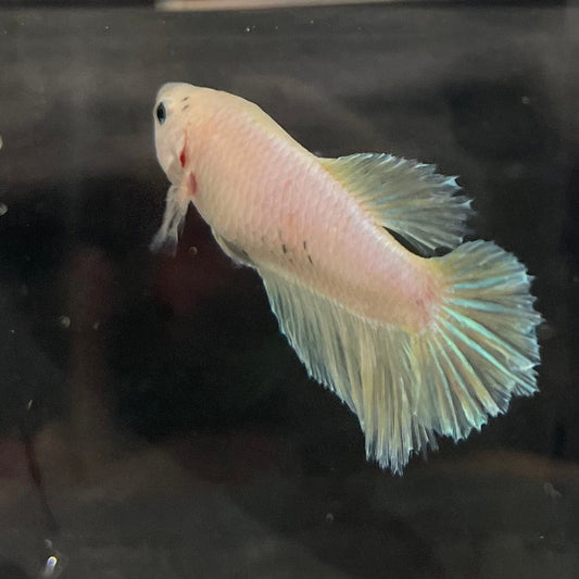 the-fish-farm Female Betta Female Betta - One Only - K Choose your own Female Betta at The Fish Farm Australia