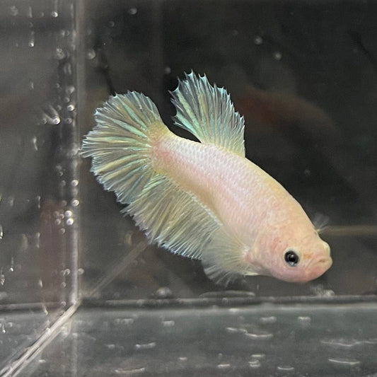 the-fish-farm Female Betta Female Betta - One Only - K Choose your own Female Betta at The Fish Farm Australia