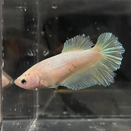 the-fish-farm Female Betta Female Betta - One Only - K Choose your own Female Betta at The Fish Farm Australia