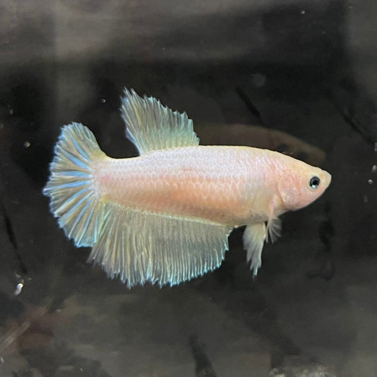 the-fish-farm Female Betta Female Betta - One Only - K Choose your own Female Betta at The Fish Farm Australia