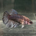 the-fish-farm Female Betta Female Betta - One Only - K Choose your own Female Betta at The Fish Farm Australia