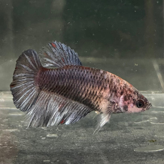 the-fish-farm Female Betta Female Betta - One Only - K Choose your own Female Betta at The Fish Farm Australia