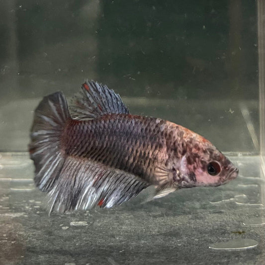 the-fish-farm Female Betta Female Betta - One Only - K Choose your own Female Betta at The Fish Farm Australia