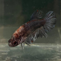 the-fish-farm Female Betta Female Betta - One Only - K Choose your own Female Betta at The Fish Farm Australia