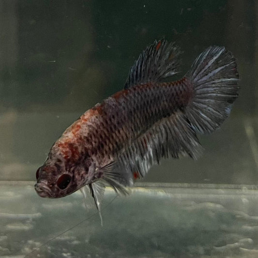 the-fish-farm Female Betta Female Betta - One Only - K Choose your own Female Betta at The Fish Farm Australia