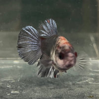 the-fish-farm Female Betta Female Betta - One Only - K Choose your own Female Betta at The Fish Farm Australia
