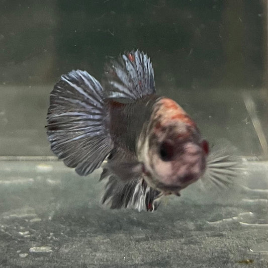 the-fish-farm Female Betta Female Betta - One Only - K Choose your own Female Betta at The Fish Farm Australia