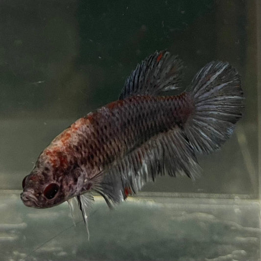 the-fish-farm Female Betta Female Betta - One Only - K Choose your own Female Betta at The Fish Farm Australia