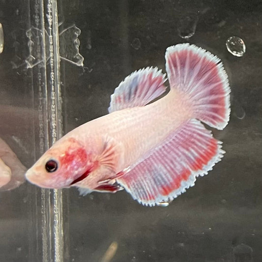 the-fish-farm Female Betta Female Betta - One Only - K Choose your own Female Betta at The Fish Farm Australia