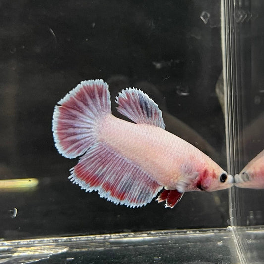 the-fish-farm Female Betta Female Betta - One Only - K Choose your own Female Betta at The Fish Farm Australia