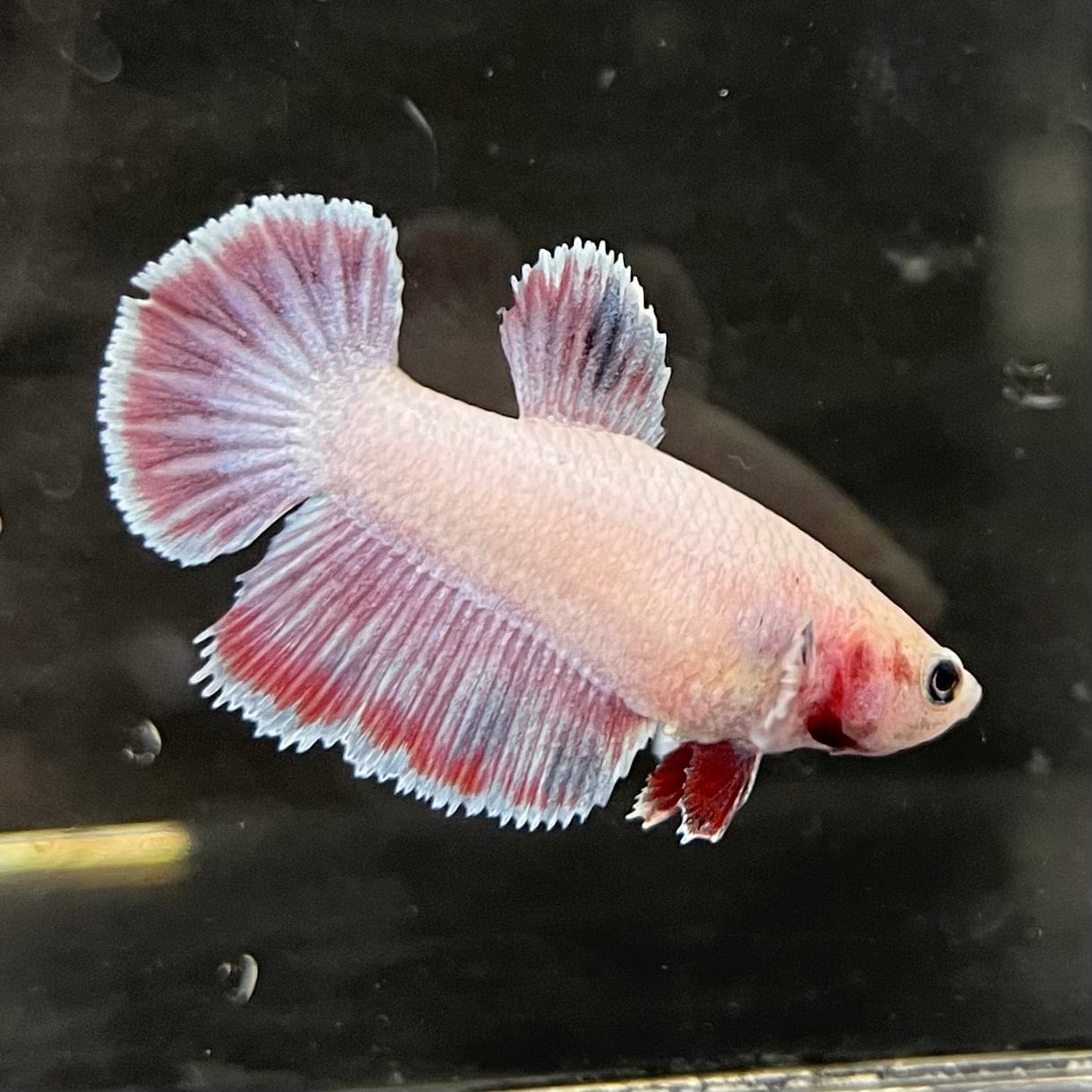 the-fish-farm Female Betta Female Betta - One Only - K Choose your own Female Betta at The Fish Farm Australia
