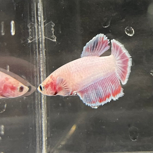 the-fish-farm Female Betta Female Betta - One Only - K Choose your own Female Betta at The Fish Farm Australia