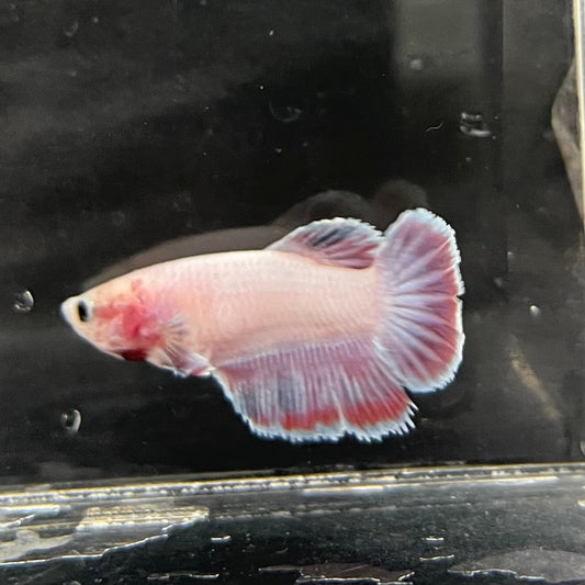 the-fish-farm Female Betta Female Betta - One Only - K Choose your own Female Betta at The Fish Farm Australia