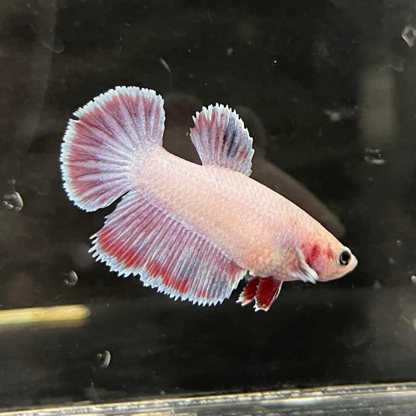 the-fish-farm Female Betta Female Betta - One Only - K Choose your own Female Betta at The Fish Farm Australia