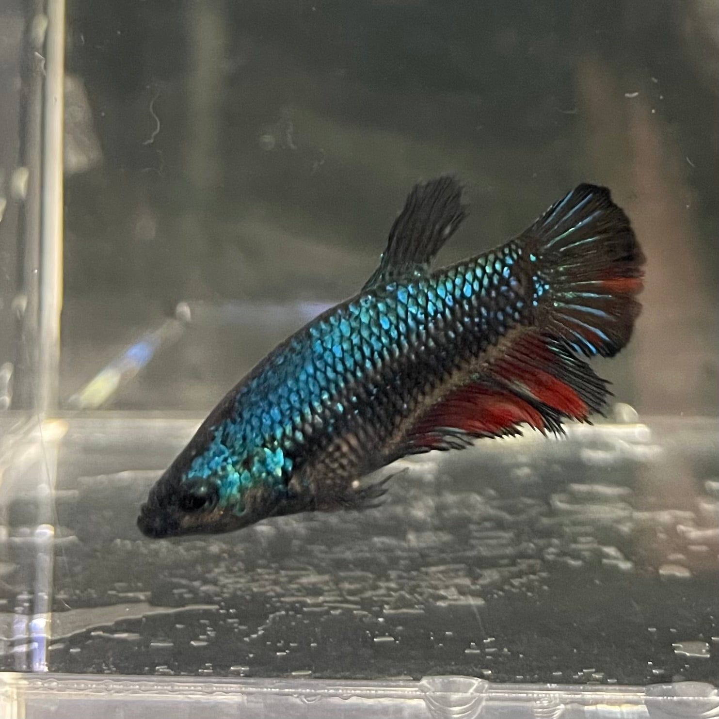 the-fish-farm Female Betta Female Betta - One Only - K Choose your own Female Betta at The Fish Farm Australia