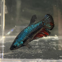 the-fish-farm Female Betta Female Betta - One Only - K Choose your own Female Betta at The Fish Farm Australia