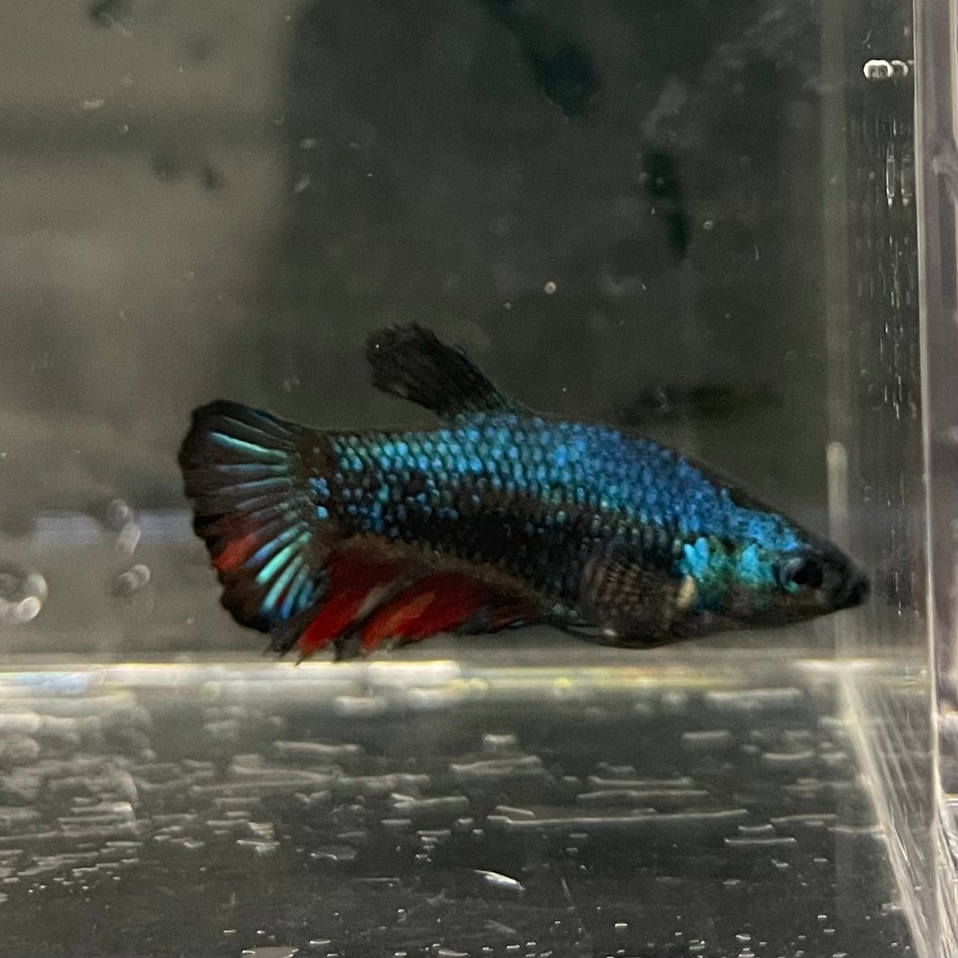 the-fish-farm Female Betta Female Betta - One Only - K Choose your own Female Betta at The Fish Farm Australia