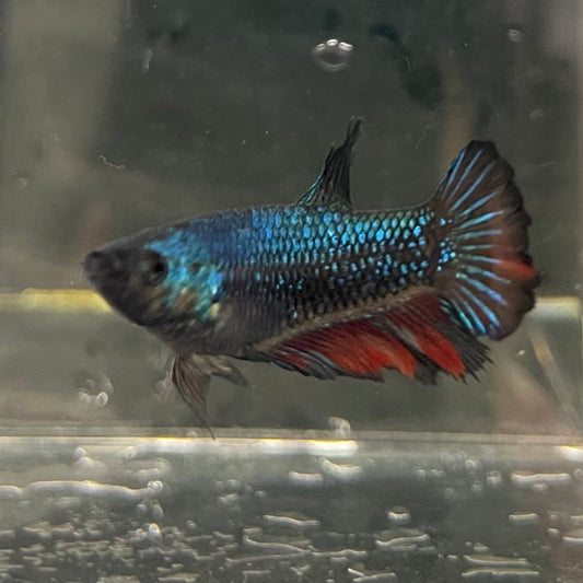 the-fish-farm Female Betta Female Betta - One Only - K Choose your own Female Betta at The Fish Farm Australia