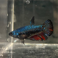 the-fish-farm Female Betta Female Betta - One Only - K Choose your own Female Betta at The Fish Farm Australia