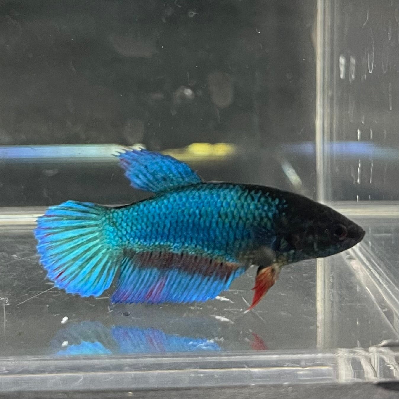 the-fish-farm Female Betta Female Betta - One Only - K Choose your own Female Betta at The Fish Farm Australia