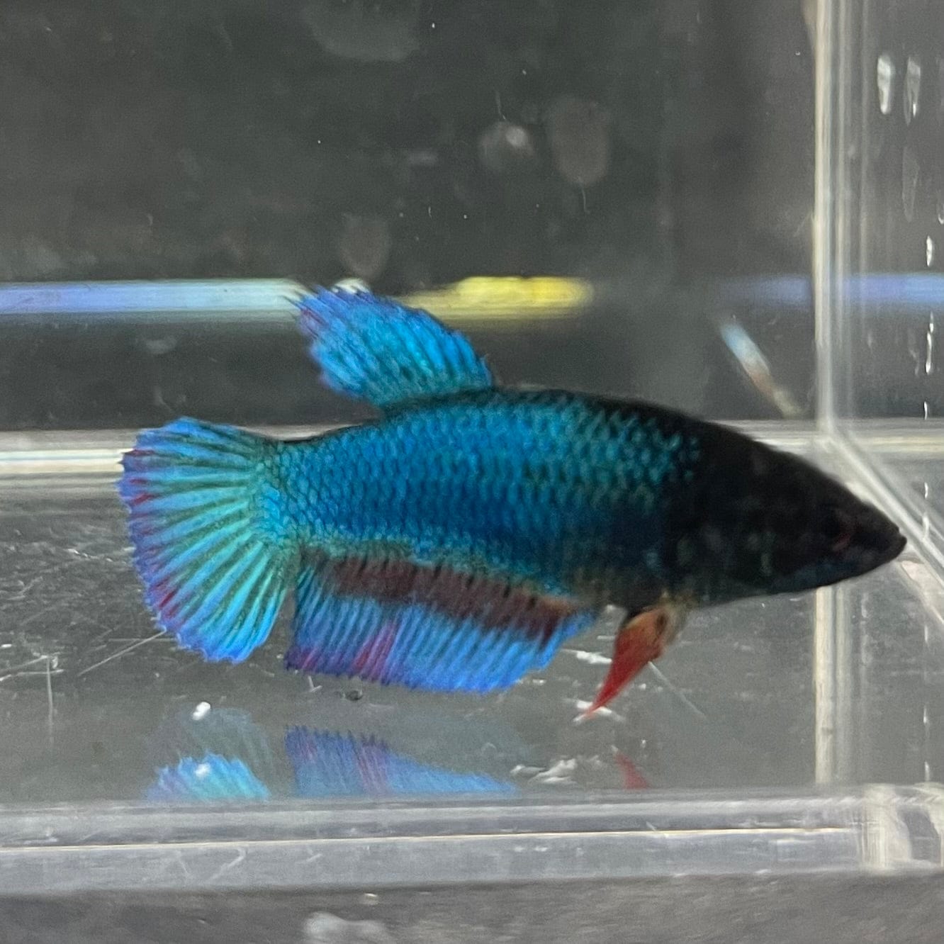 the-fish-farm Female Betta Female Betta - One Only - K Choose your own Female Betta at The Fish Farm Australia