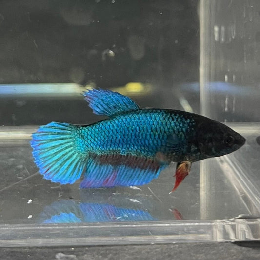 the-fish-farm Female Betta Female Betta - One Only - K Choose your own Female Betta at The Fish Farm Australia