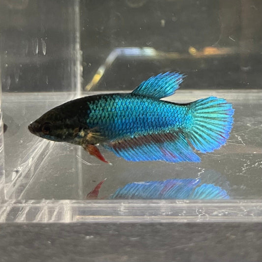 the-fish-farm Female Betta Female Betta - One Only - K Choose your own Female Betta at The Fish Farm Australia