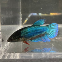 the-fish-farm Female Betta Female Betta - One Only - K Choose your own Female Betta at The Fish Farm Australia