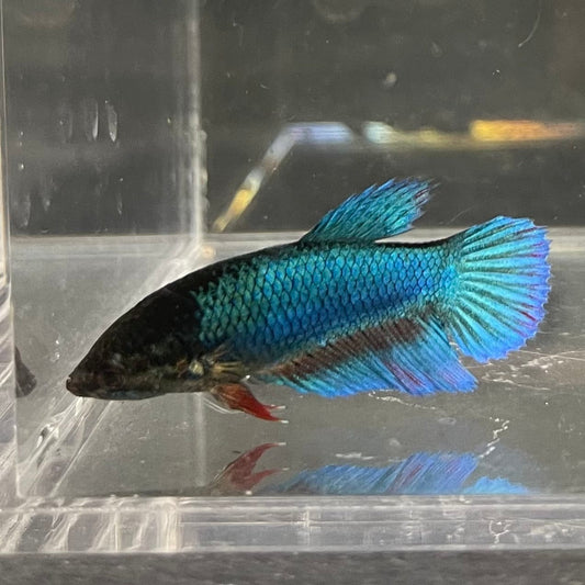 the-fish-farm Female Betta Female Betta - One Only - K Choose your own Female Betta at The Fish Farm Australia