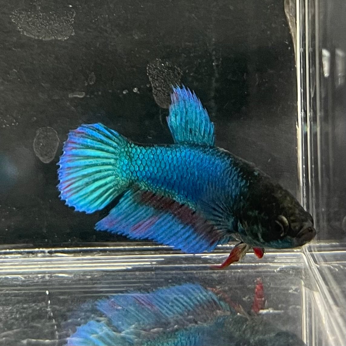 the-fish-farm Female Betta Female Betta - One Only - K Choose your own Female Betta at The Fish Farm Australia