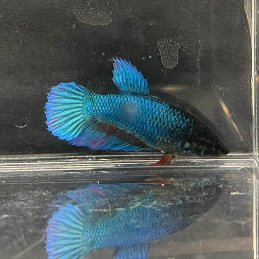 the-fish-farm Female Betta Female Betta - One Only - K Choose your own Female Betta at The Fish Farm Australia