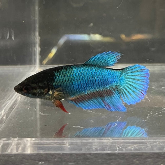 the-fish-farm Female Betta Female Betta - One Only - K Choose your own Female Betta at The Fish Farm Australia