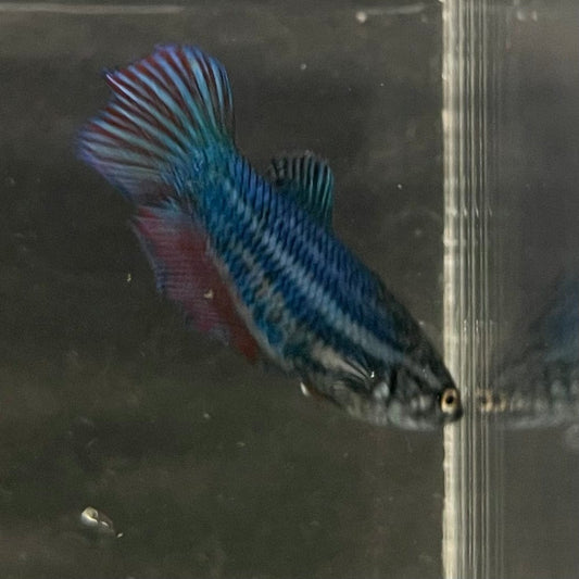 the-fish-farm Female Betta Female Betta - One Only - K Choose your own Female Betta at The Fish Farm Australia