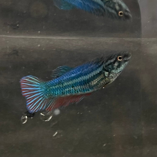 the-fish-farm Female Betta Female Betta - One Only - K Choose your own Female Betta at The Fish Farm Australia