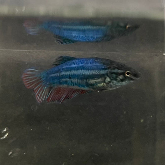 the-fish-farm Female Betta Female Betta - One Only - K Choose your own Female Betta at The Fish Farm Australia