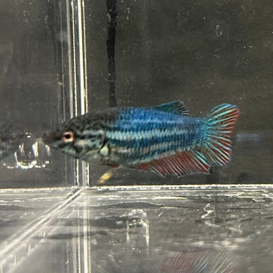 the-fish-farm Female Betta Female Betta - One Only - K Choose your own Female Betta at The Fish Farm Australia