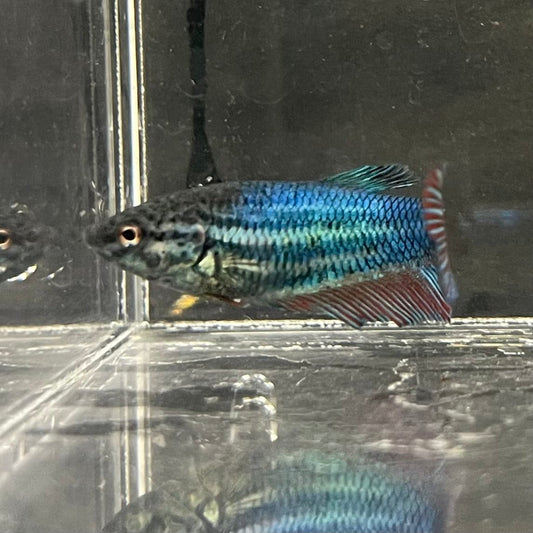 the-fish-farm Female Betta Female Betta - One Only - K Choose your own Female Betta at The Fish Farm Australia