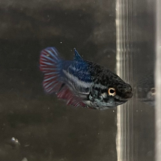 the-fish-farm Female Betta Female Betta - One Only - K Choose your own Female Betta at The Fish Farm Australia