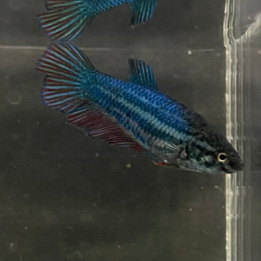 the-fish-farm Female Betta Female Betta - One Only - K Choose your own Female Betta at The Fish Farm Australia