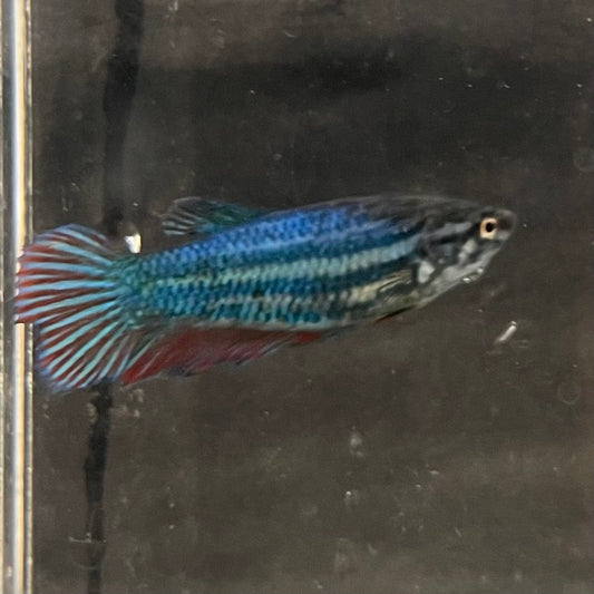 the-fish-farm Female Betta Female Betta - One Only - K Choose your own Female Betta at The Fish Farm Australia