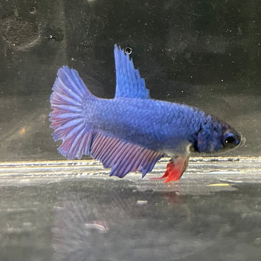 the-fish-farm Female Betta Female Betta - One Only - K Choose your own Female Betta at The Fish Farm Australia