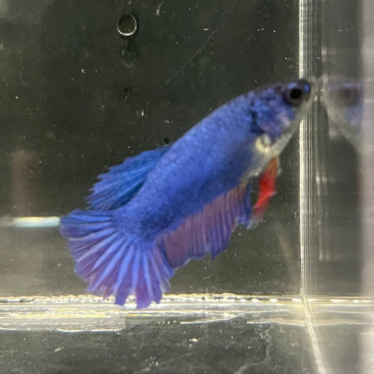 the-fish-farm Female Betta Female Betta - One Only - K Choose your own Female Betta at The Fish Farm Australia