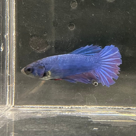 the-fish-farm Female Betta Female Betta - One Only - K Choose your own Female Betta at The Fish Farm Australia
