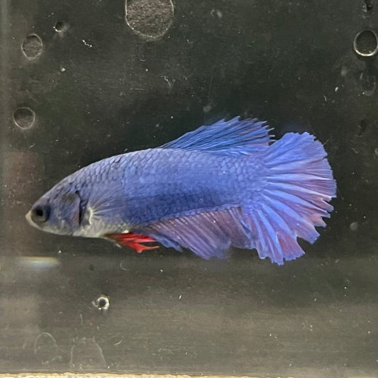 the-fish-farm Female Betta Female Betta - One Only - K Choose your own Female Betta at The Fish Farm Australia